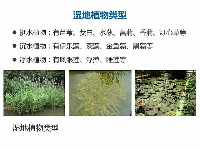 海綿鐵濾料廠家設(shè)計(jì)人工濕地全圖案例