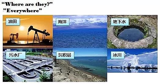 纖維球濾料廠家厭氧氨氧化在全球的發展