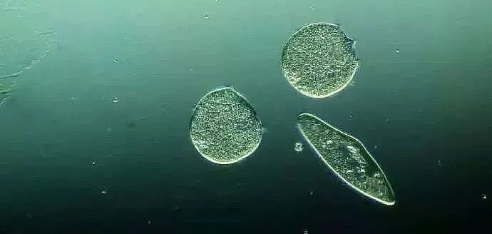 ���V�S��ѭ�h(hu��n)��sˮϵ�y΢����Ŀ��Ʒ���