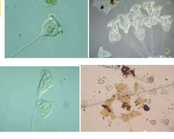 ���|�����V�ϏS����ˮ̎��ָʾ��΢�����ȫ!����������