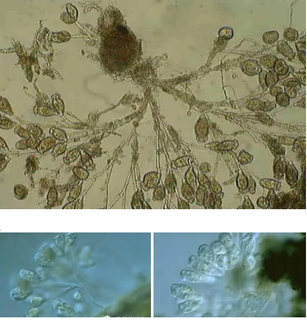 ���|�����V�ϏS����ˮ̎��ָʾ��΢�����ȫ!����������