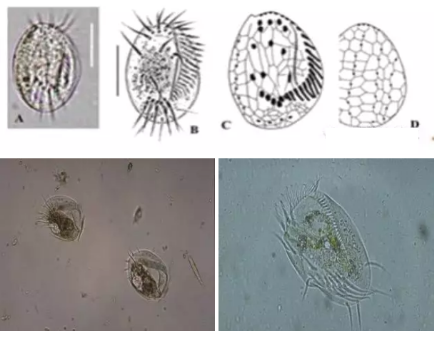 ���|�����V�ϏS����ˮ̎��ָʾ��΢�����ȫ!����������