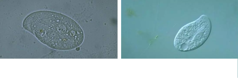 ���|�����V�ϏS����ˮ̎��ָʾ��΢�����ȫ!����������