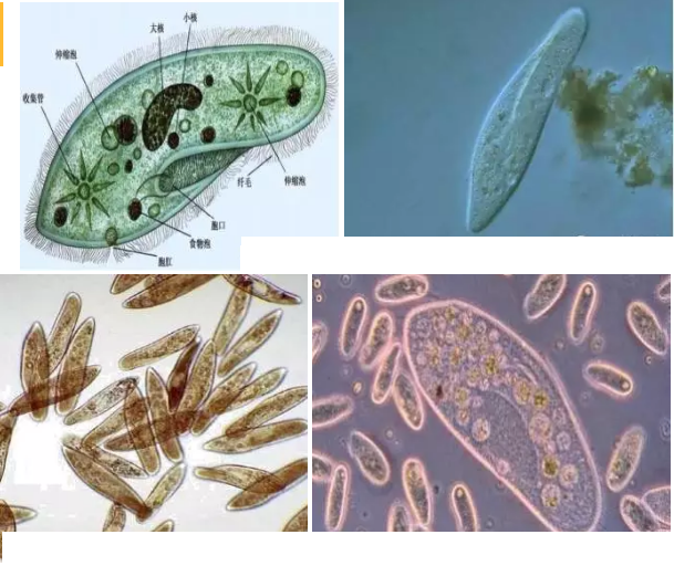 ���|�����V�ϏS����ˮ̎��ָʾ��΢�����ȫ!����������