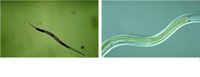 ���|�����V�ϏS����ˮ̎��ָʾ��΢�����ȫ!����������