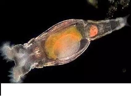 ���|�����V�ϏS����ˮ̎��ָʾ��΢�����ȫ!����������