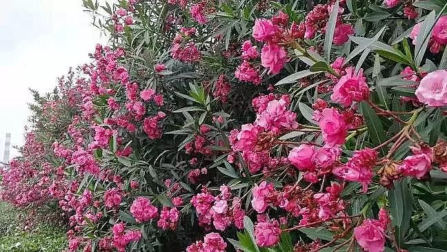 2020��ۺ��Ȼ��FPAFC�S���_��BOOұ���ИI�h��������ģʽ