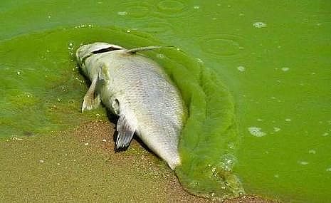 �¿�Aʽ�Ȼ��X�S���P��ˮ�a�Bֳ�I�Uˮ��̎��