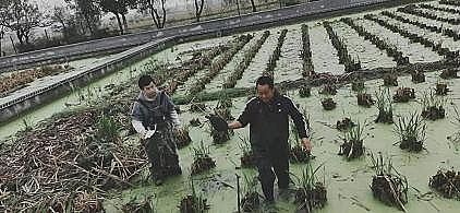 新式立體彈性填料廠家生態(tài)套養(yǎng),尾水治理,預(yù)警防病…余姚探索水產(chǎn)養(yǎng)殖綠色健康之路