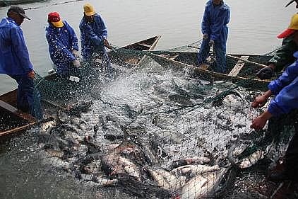 新式立體彈性填料廠家生態(tài)套養(yǎng),尾水治理,預(yù)警防病…余姚探索水產(chǎn)養(yǎng)殖綠色健康之路