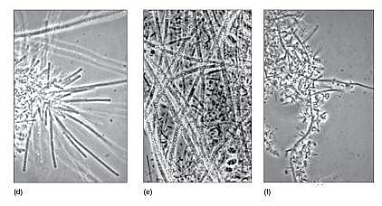 環保粉狀活性炭廠家污水廠應對污泥膨脹的技術管理