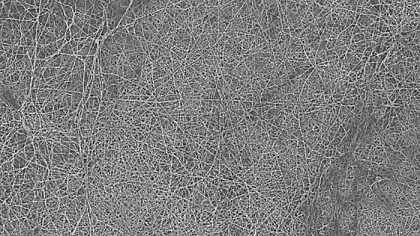 2021年錳砂濾料廠家北卡羅萊納州立大學研究人員開發細菌生物膜,可用來分離水和油