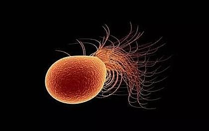 多功能反沖洗濾帽生產(chǎn)廠家微生物在氮轉(zhuǎn)化中的作用