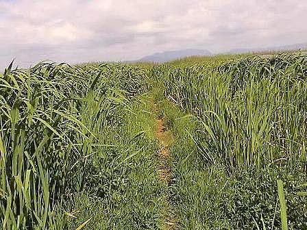 上等生物火山巖濾料廠家解讀|《人工濕地水質(zhì)凈化技術(shù)指南》編制思路與體系