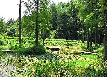 多功能鐵碳微電解填料廠家人工濕地污水生態處理工藝強化應用進展