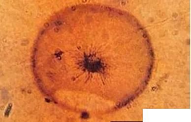 �ߵ��iɰ�V�ϏS�ҷ��B͸ϵ�y(t��ng)�i��Ⱦ������ԭ��̎�÷���