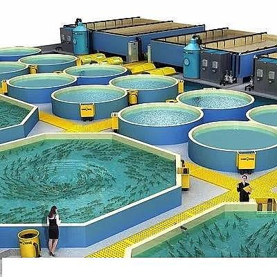 精美麥飯石濾料廠家工廠化循環水養殖技術介紹