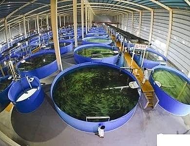 精美麥飯石濾料廠家工廠化循環水養殖技術介紹