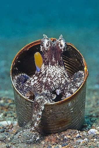 2022年液面覆蓋球廠家這個“垃圾大國”,真是讓我開眼了!