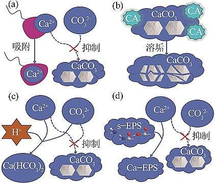2022年阻垢劑循環冷卻水微生物調節水質機理研究進展