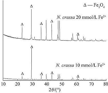 高品質粉末粉狀活性炭生產廠家生物礦化法制備納米氧化鐵及其對亞甲基藍的吸附