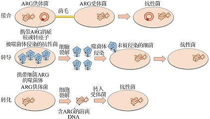 2022年聚合氯化鋁PAC多少錢(qián)制藥廢水處理系統(tǒng)中抗生素抗性基因的研究進(jìn)展